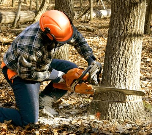 Tree Removal in Polkville, NC
